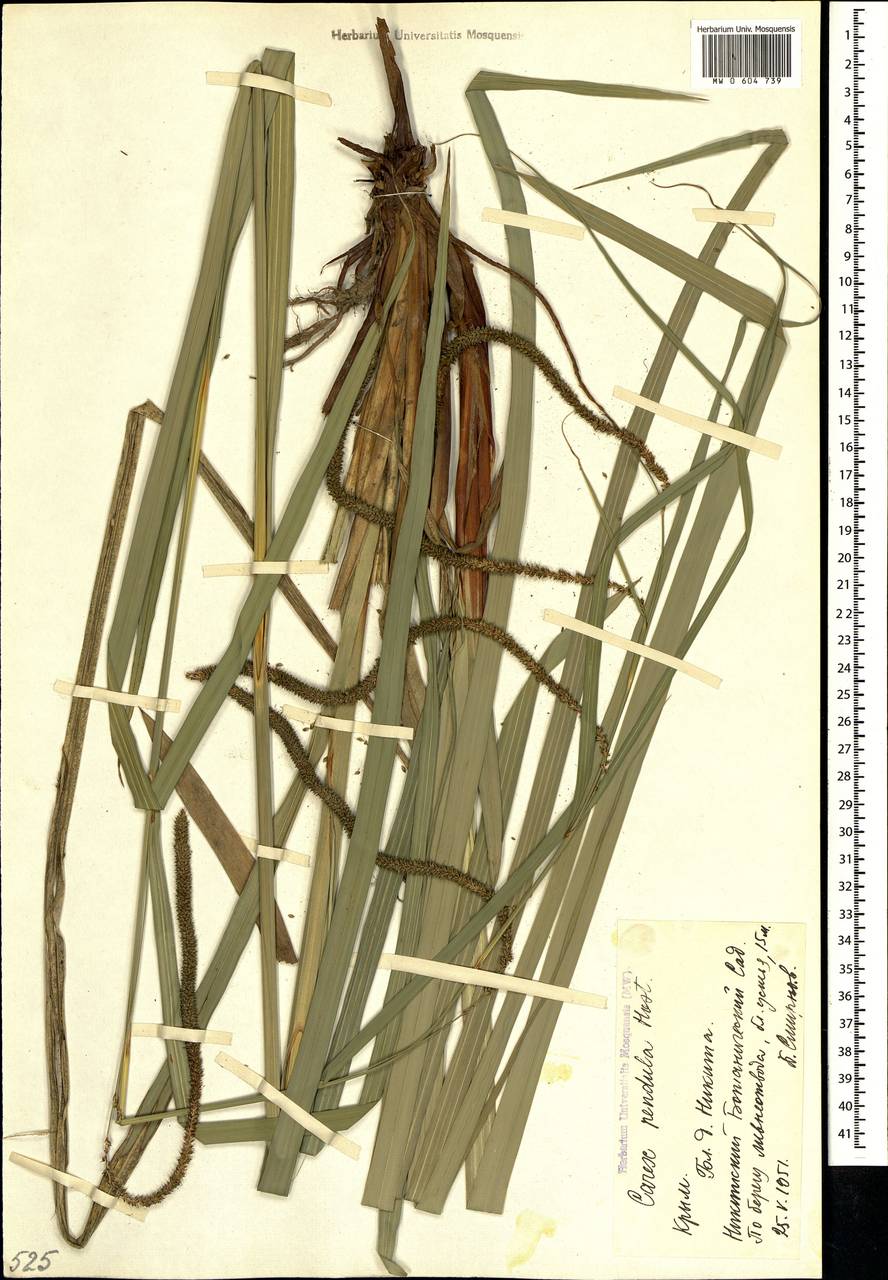 Carex pendula Huds., Crimea (KRYM) (Russia)