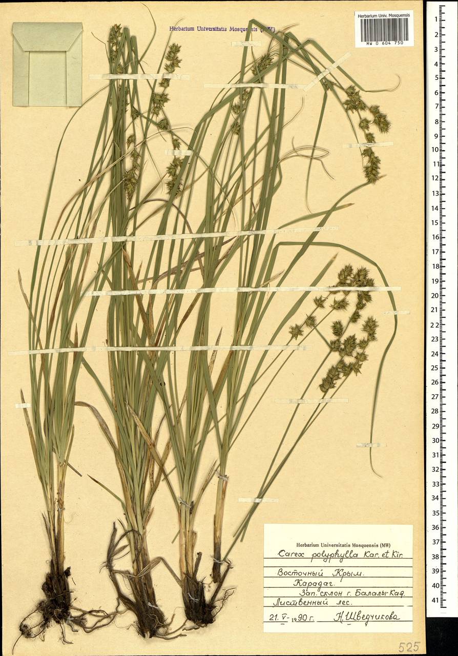 Carex polyphylla, Crimea (KRYM) (Russia)