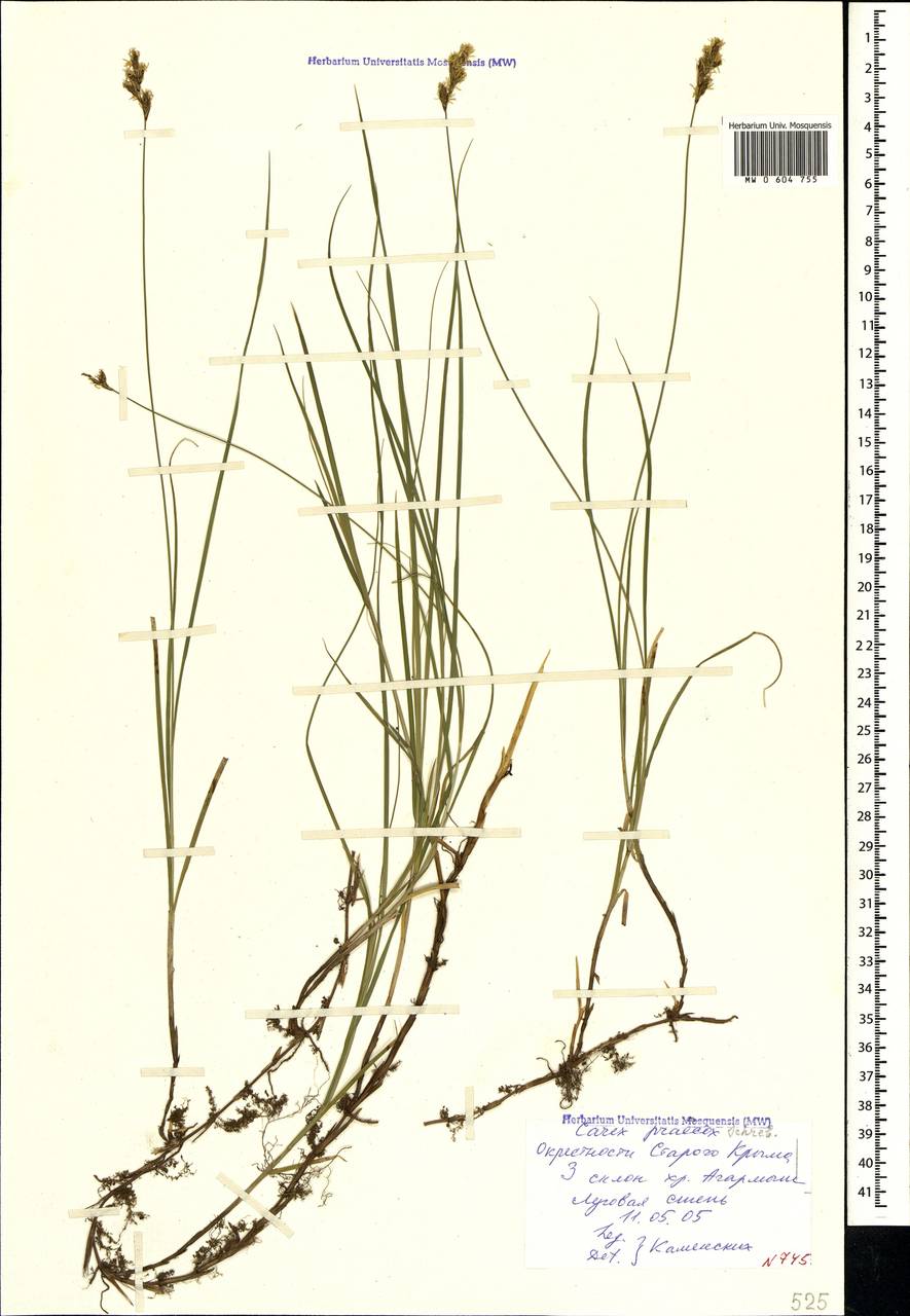 Carex praecox Schreb., Crimea (KRYM) (Russia)