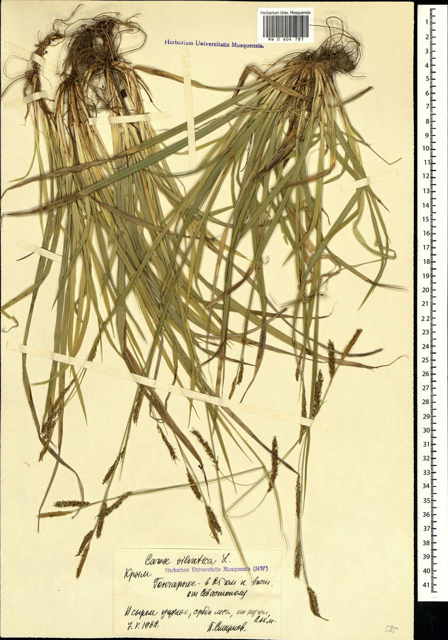 Carex sylvatica Huds., Crimea (KRYM) (Russia)