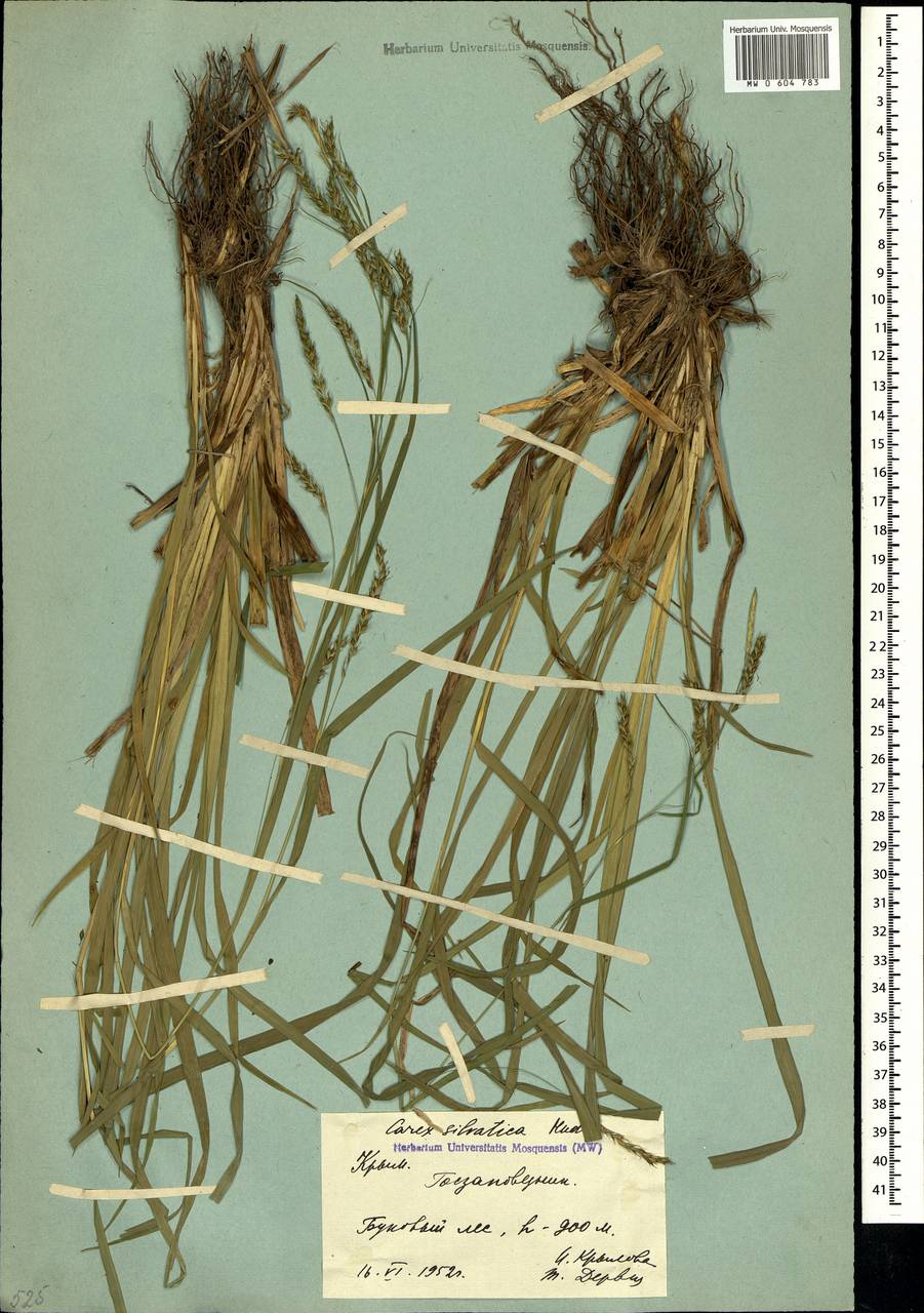 Carex sylvatica Huds., Crimea (KRYM) (Russia)