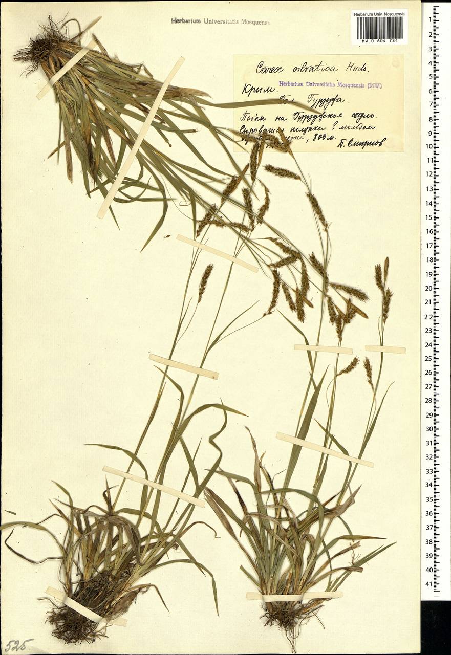 Carex sylvatica Huds., Crimea (KRYM) (Russia)