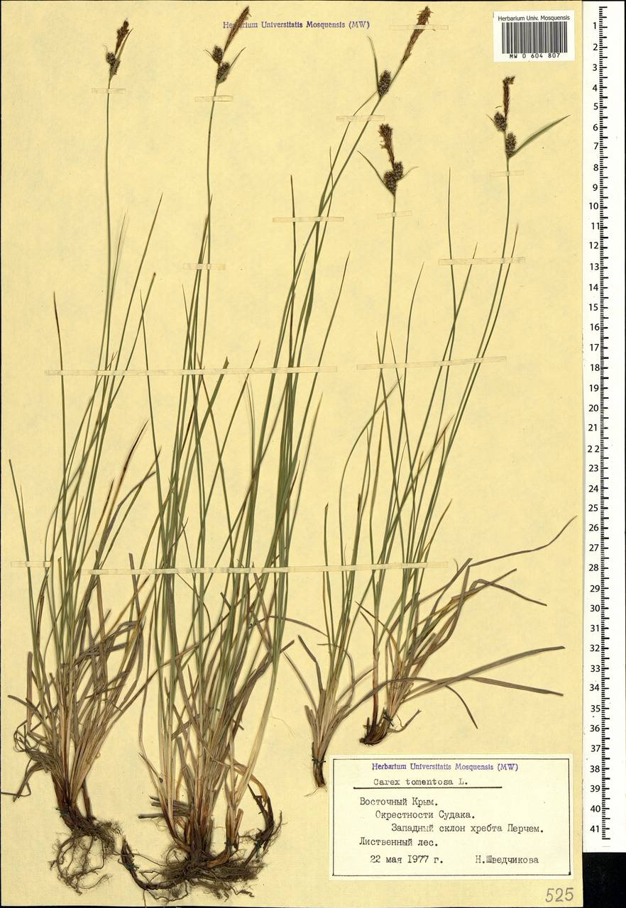 Carex tomentosa L., Crimea (KRYM) (Russia)