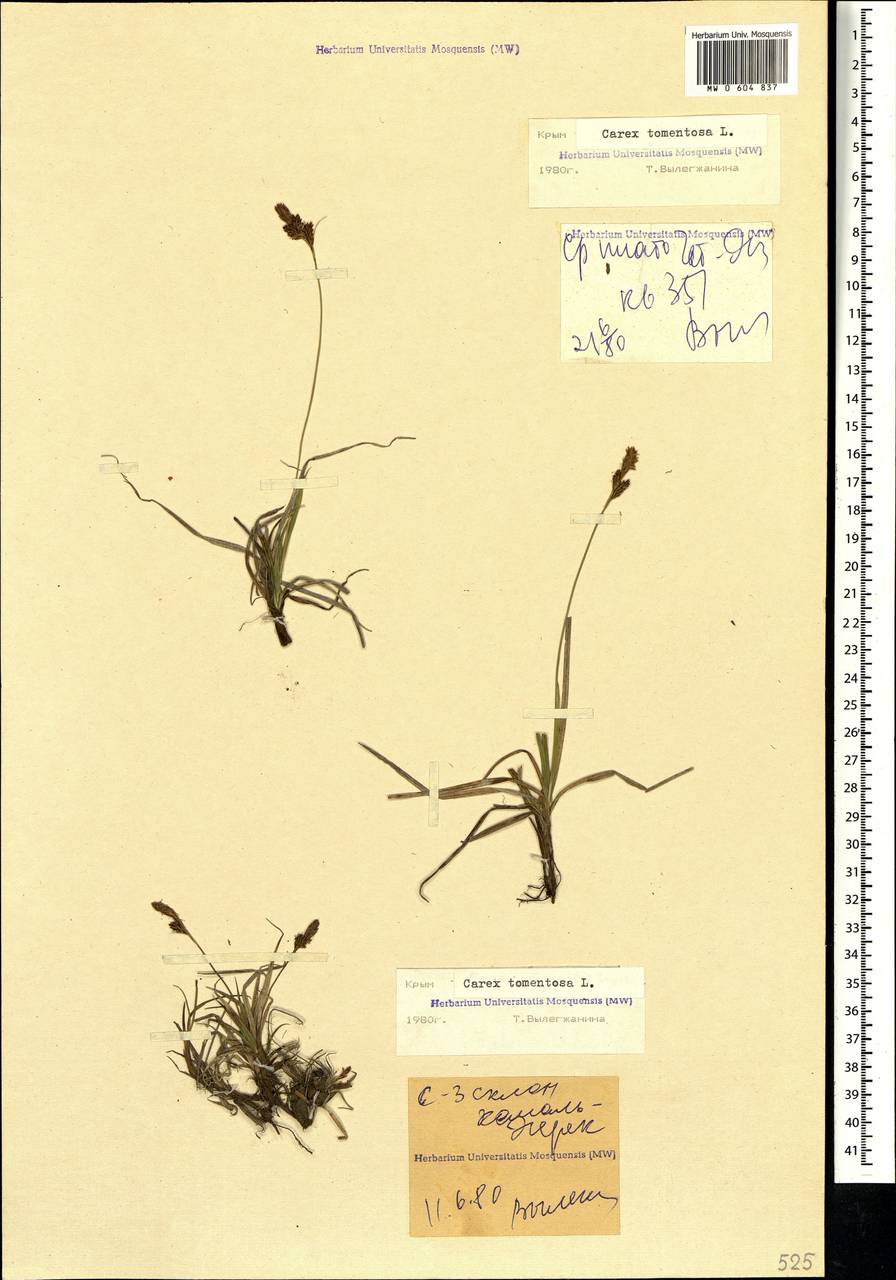 Carex tomentosa L., Crimea (KRYM) (Russia)