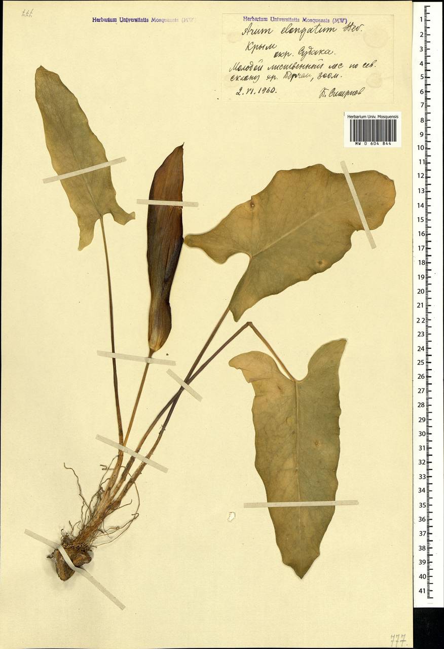 Arum orientale subsp. orientale, Crimea (KRYM) (Russia)