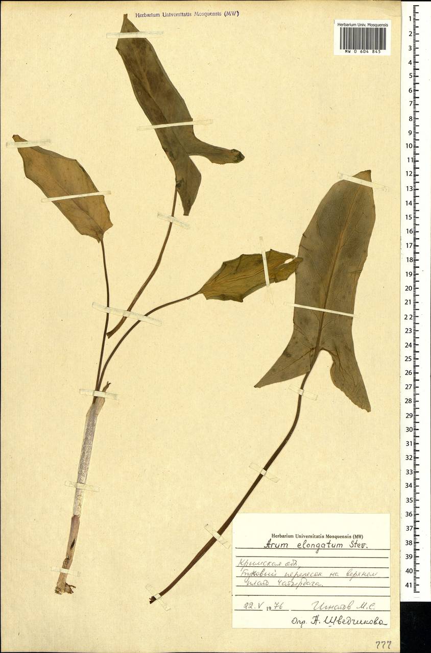Arum orientale subsp. orientale, Crimea (KRYM) (Russia)