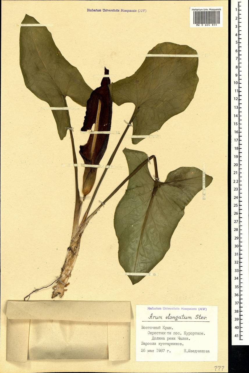 Arum orientale subsp. orientale, Crimea (KRYM) (Russia)