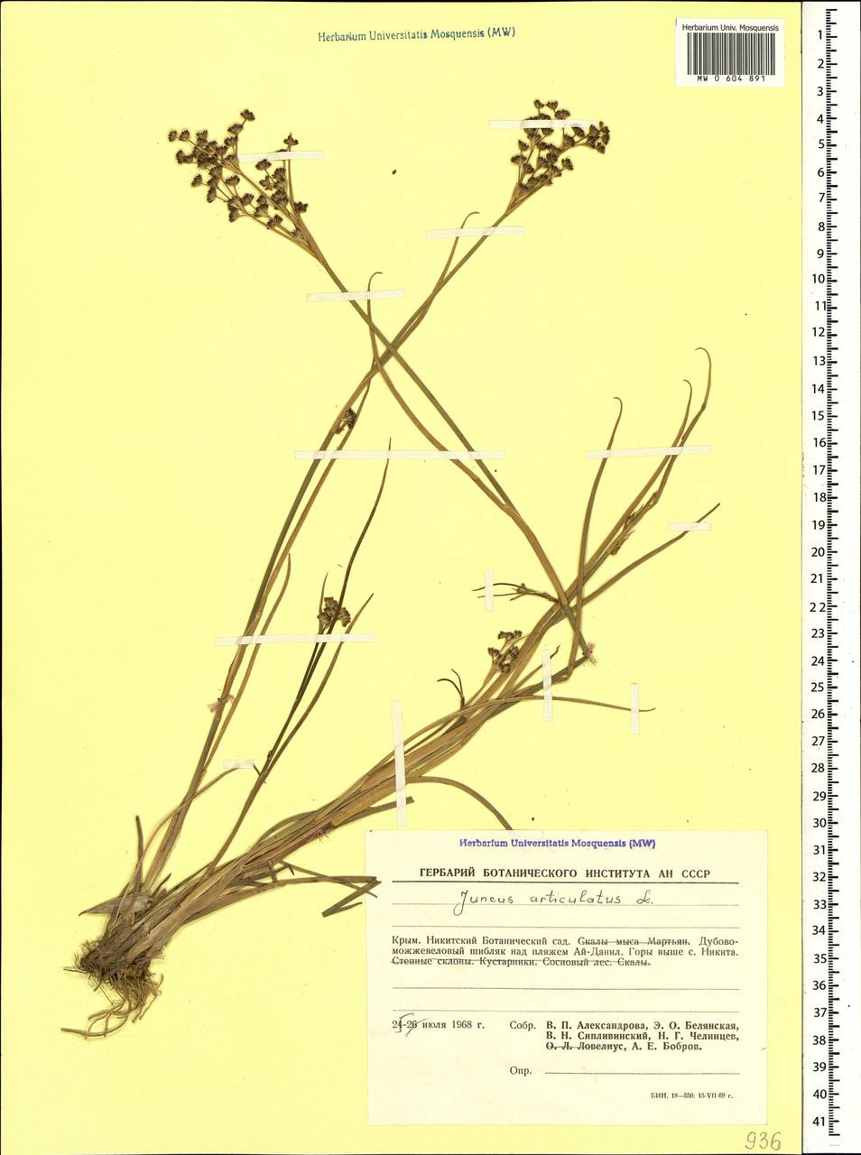 Juncus articulatus L., Crimea (KRYM) (Russia)