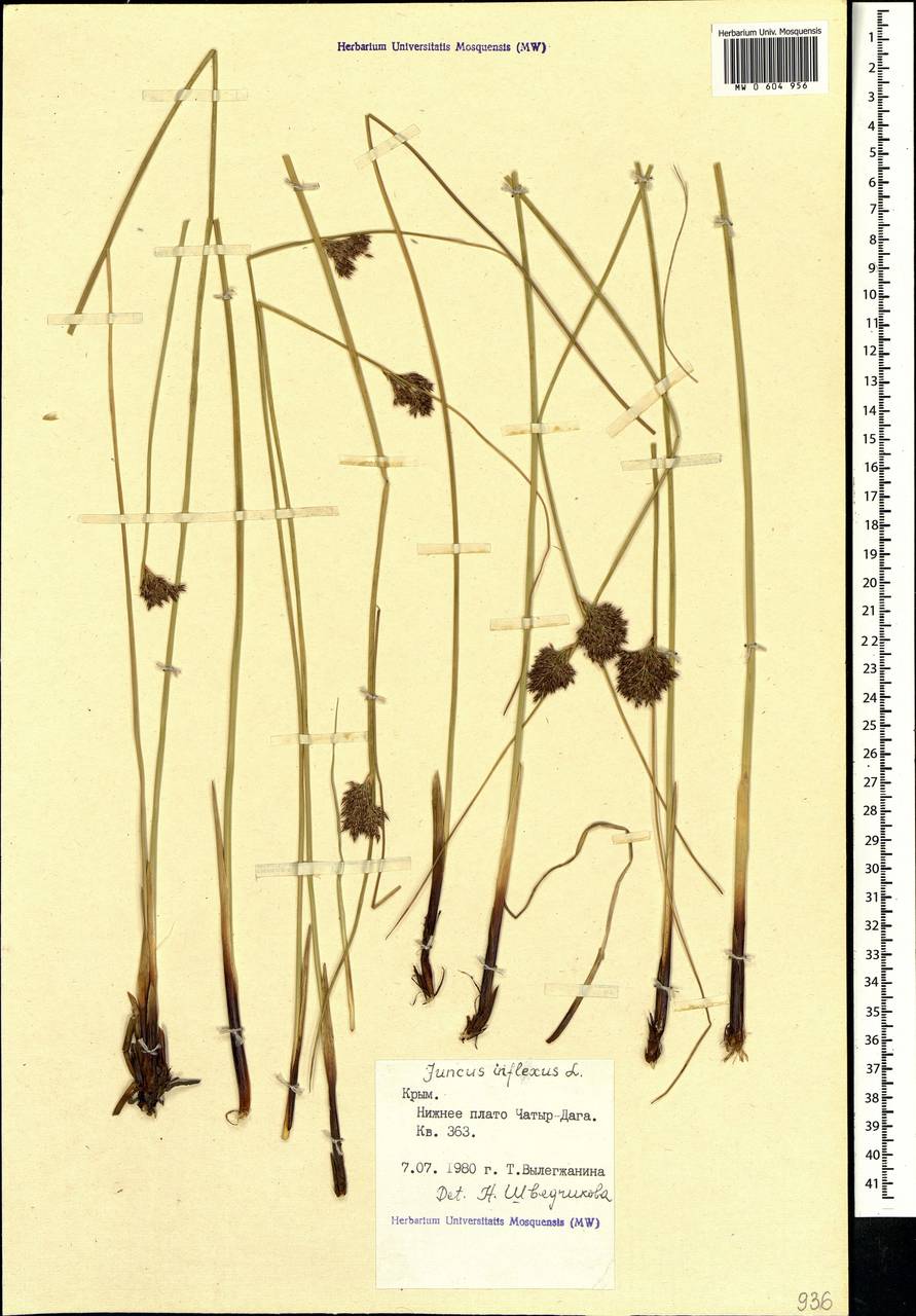 Juncus inflexus L., Crimea (KRYM) (Russia)