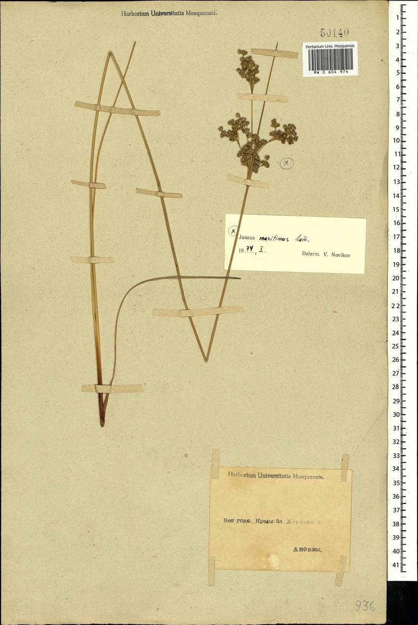 Juncus maritimus Lam., Crimea (KRYM) (Russia)