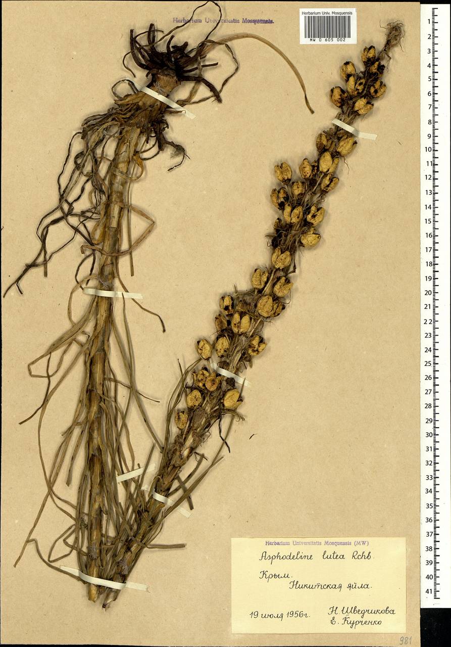Asphodeline lutea (L.) Rchb., Crimea (KRYM) (Russia)