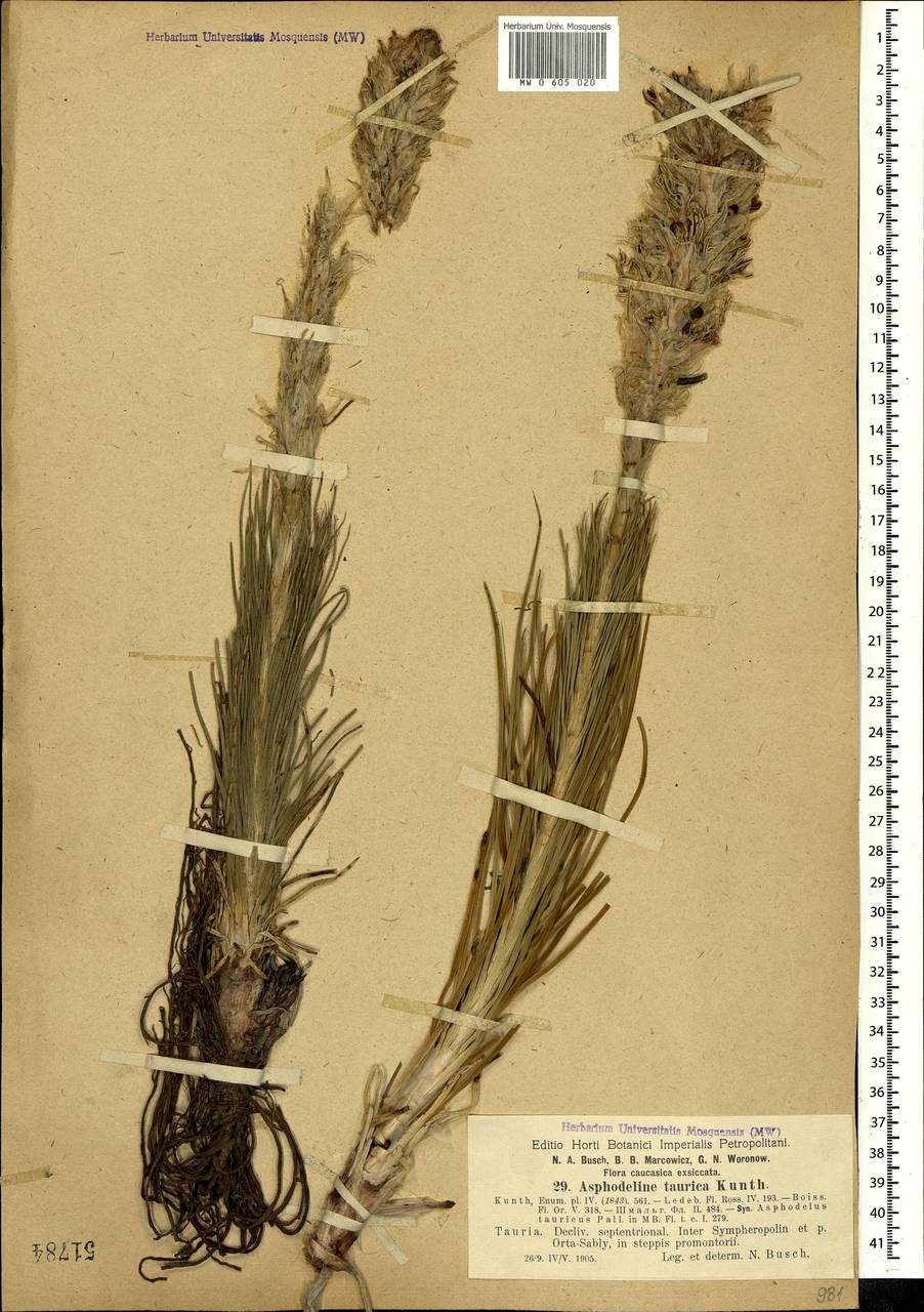 Asphodeline taurica (Pall. ex M.Bieb.) Endl., Crimea (KRYM) (Russia)