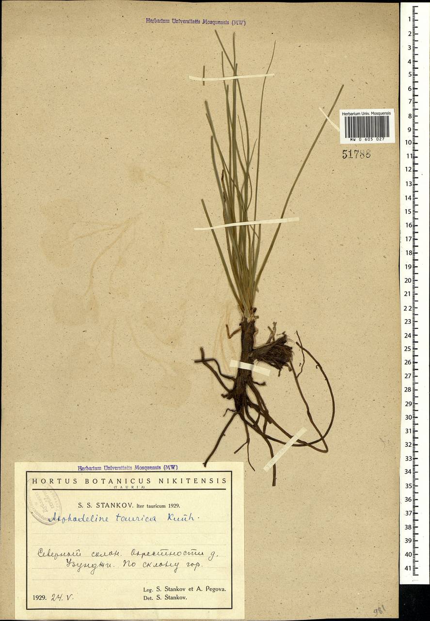Asphodeline taurica (Pall. ex M.Bieb.) Endl., Crimea (KRYM) (Russia)