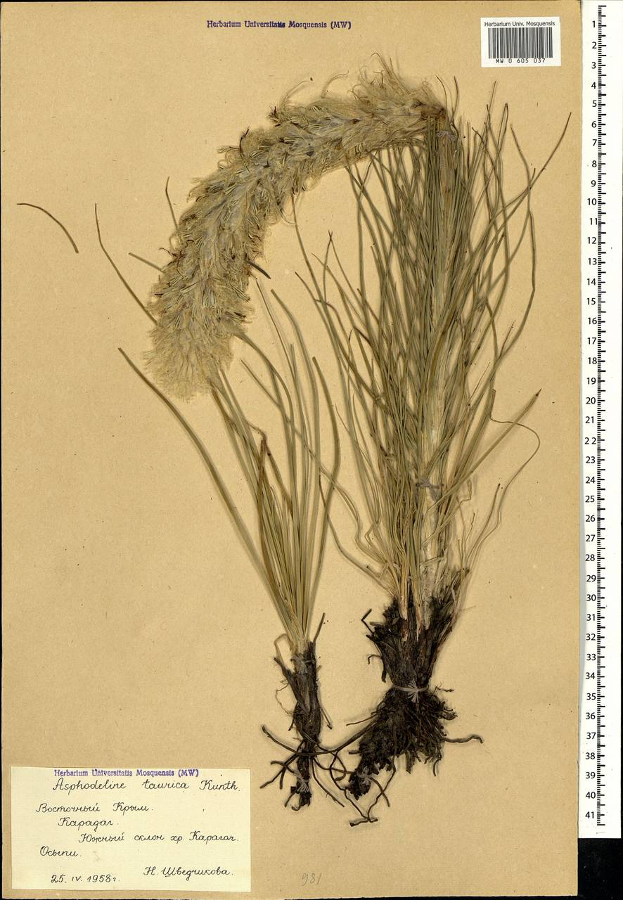 Asphodeline taurica (Pall. ex M.Bieb.) Endl., Crimea (KRYM) (Russia)