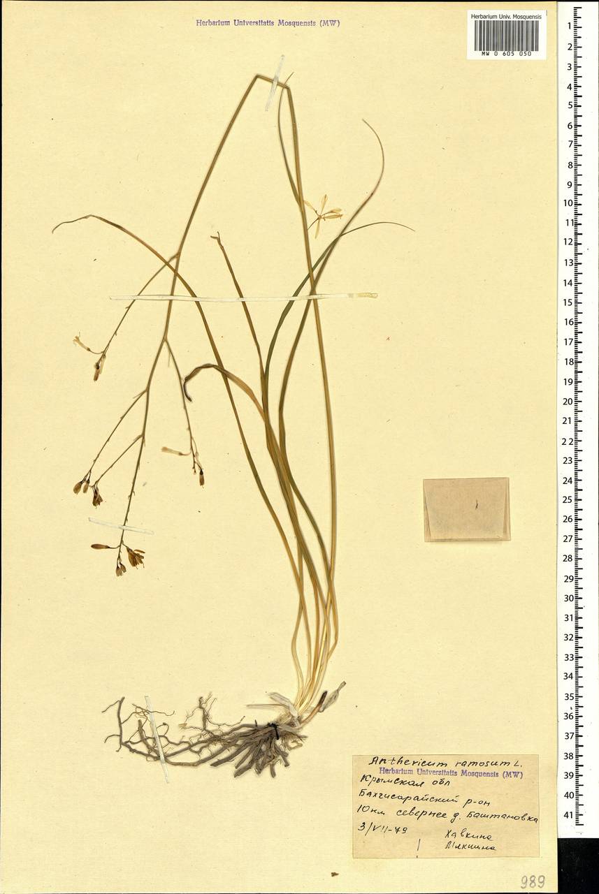 Anthericum ramosum L., Crimea (KRYM) (Russia)