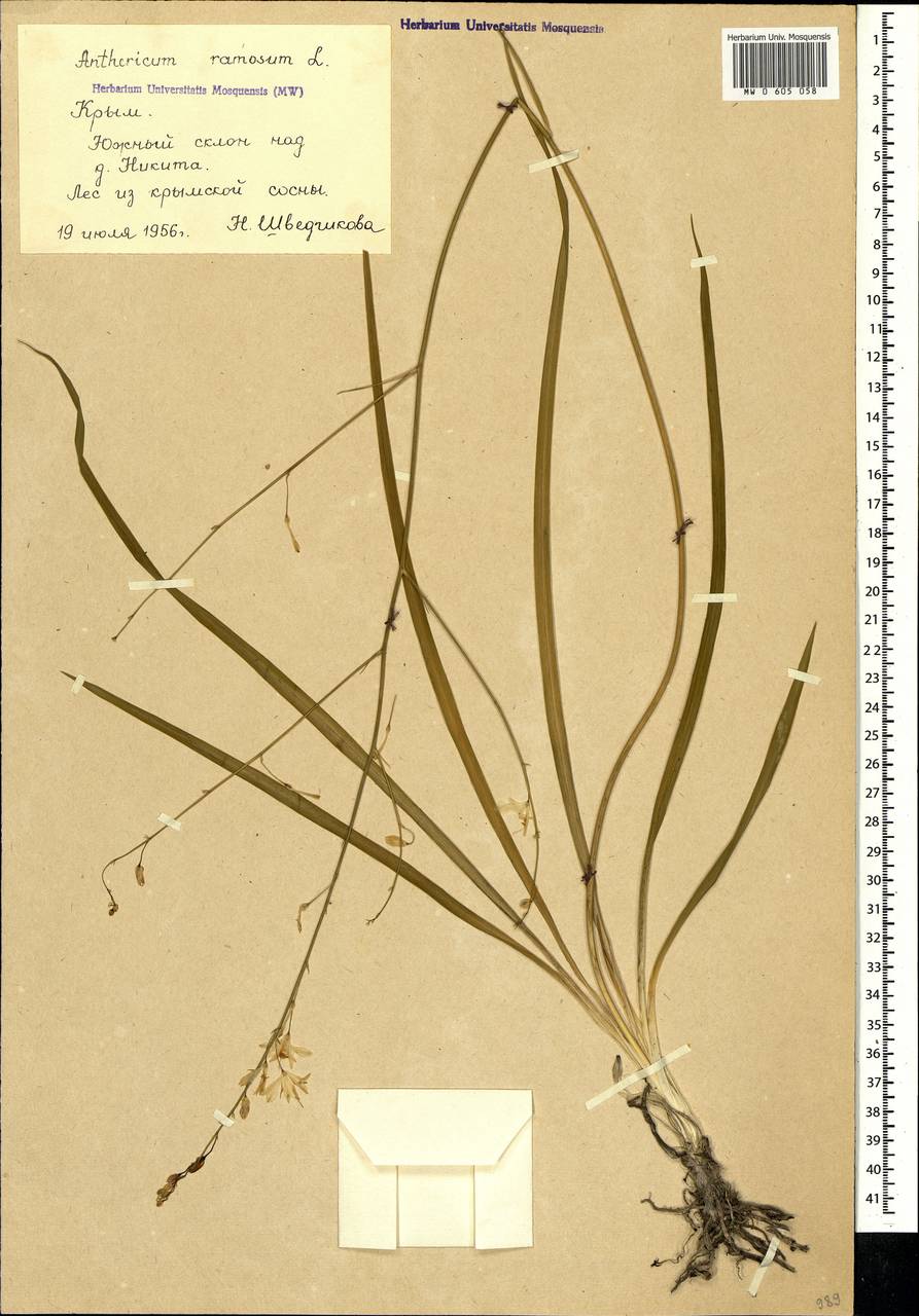 Anthericum ramosum L., Crimea (KRYM) (Russia)