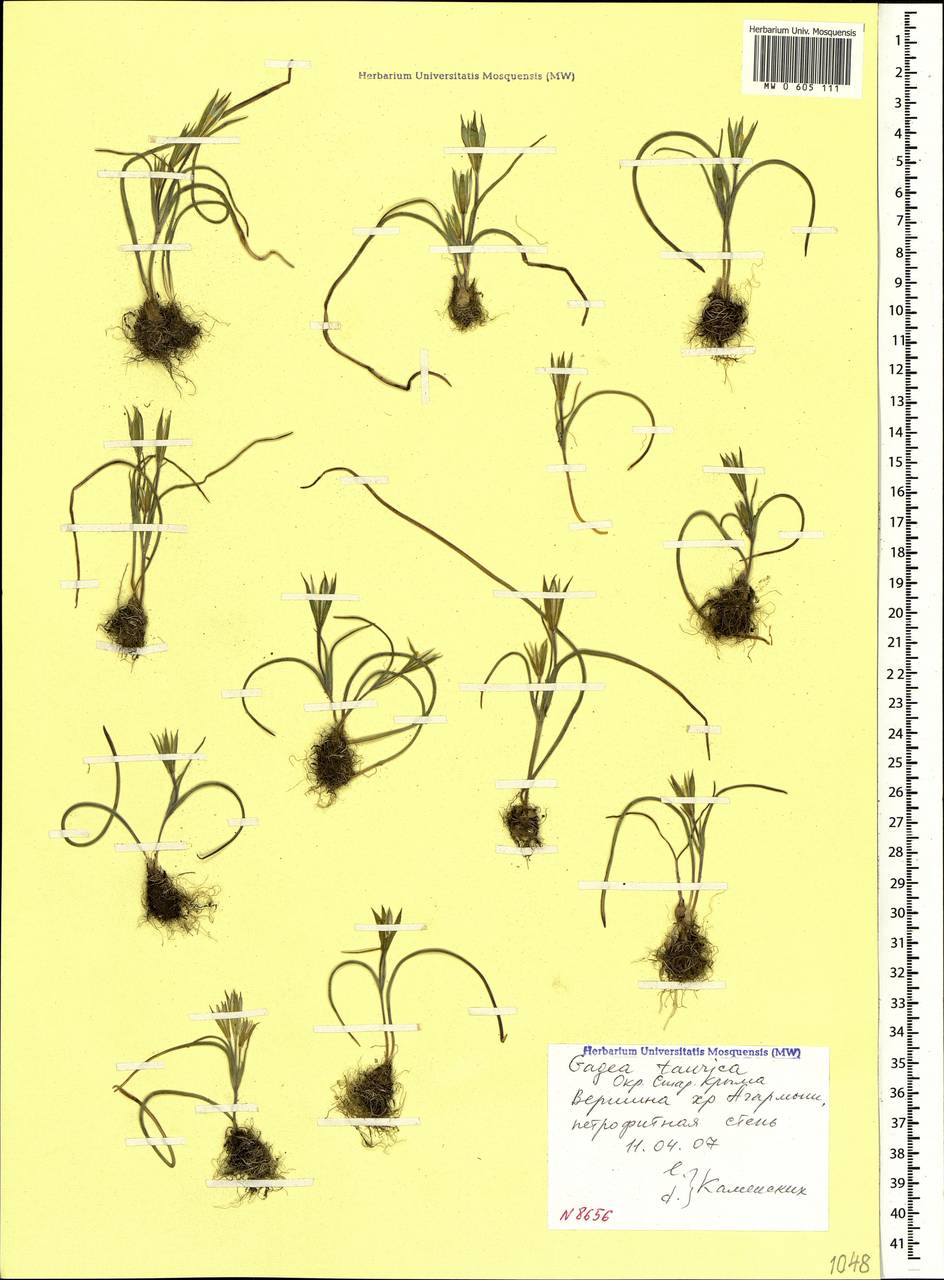 Gagea taurica Steven, Crimea (KRYM) (Russia)