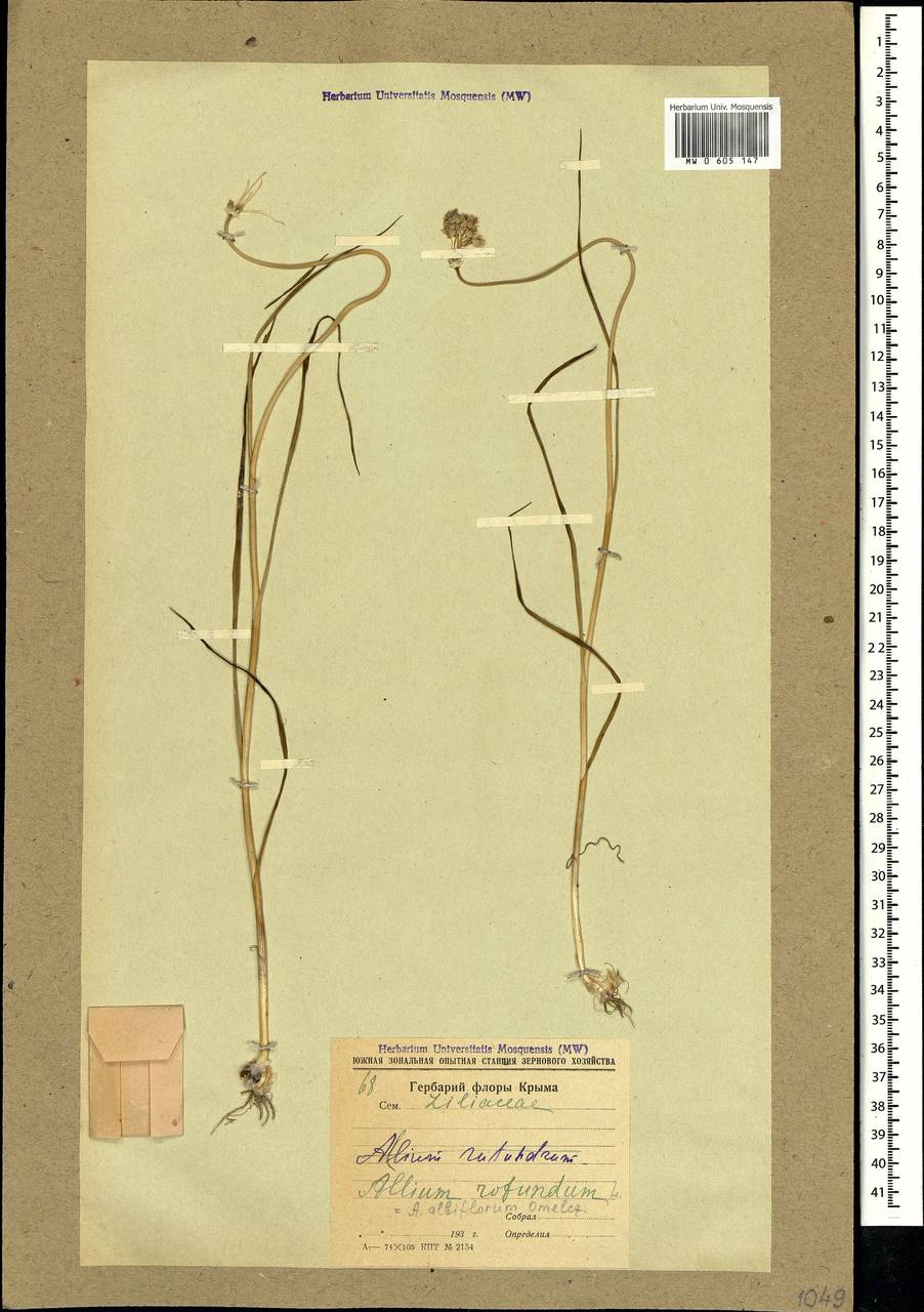 Allium albiflorum Omelczuk, Crimea (KRYM) (Russia)