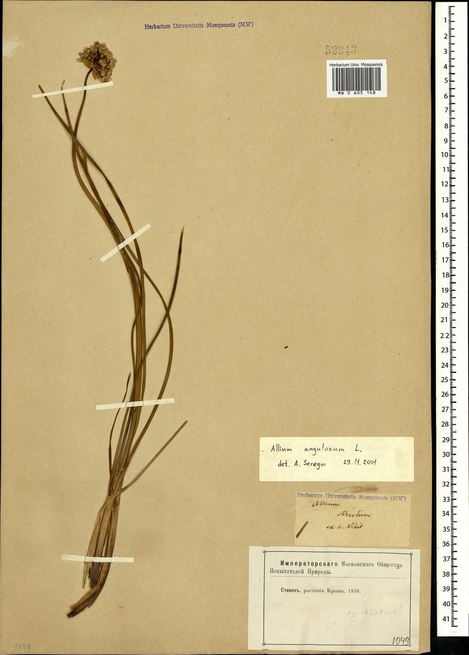 Allium angulosum L., Crimea (KRYM) (Russia)
