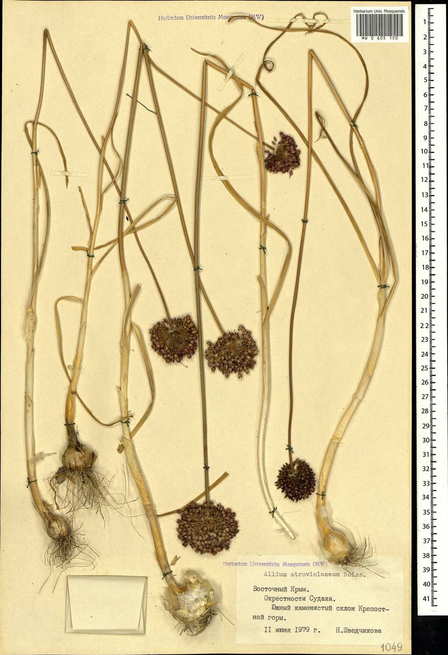 Allium atroviolaceum Boiss., Crimea (KRYM) (Russia)