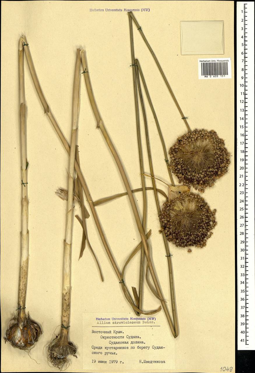 Allium atroviolaceum Boiss., Crimea (KRYM) (Russia)