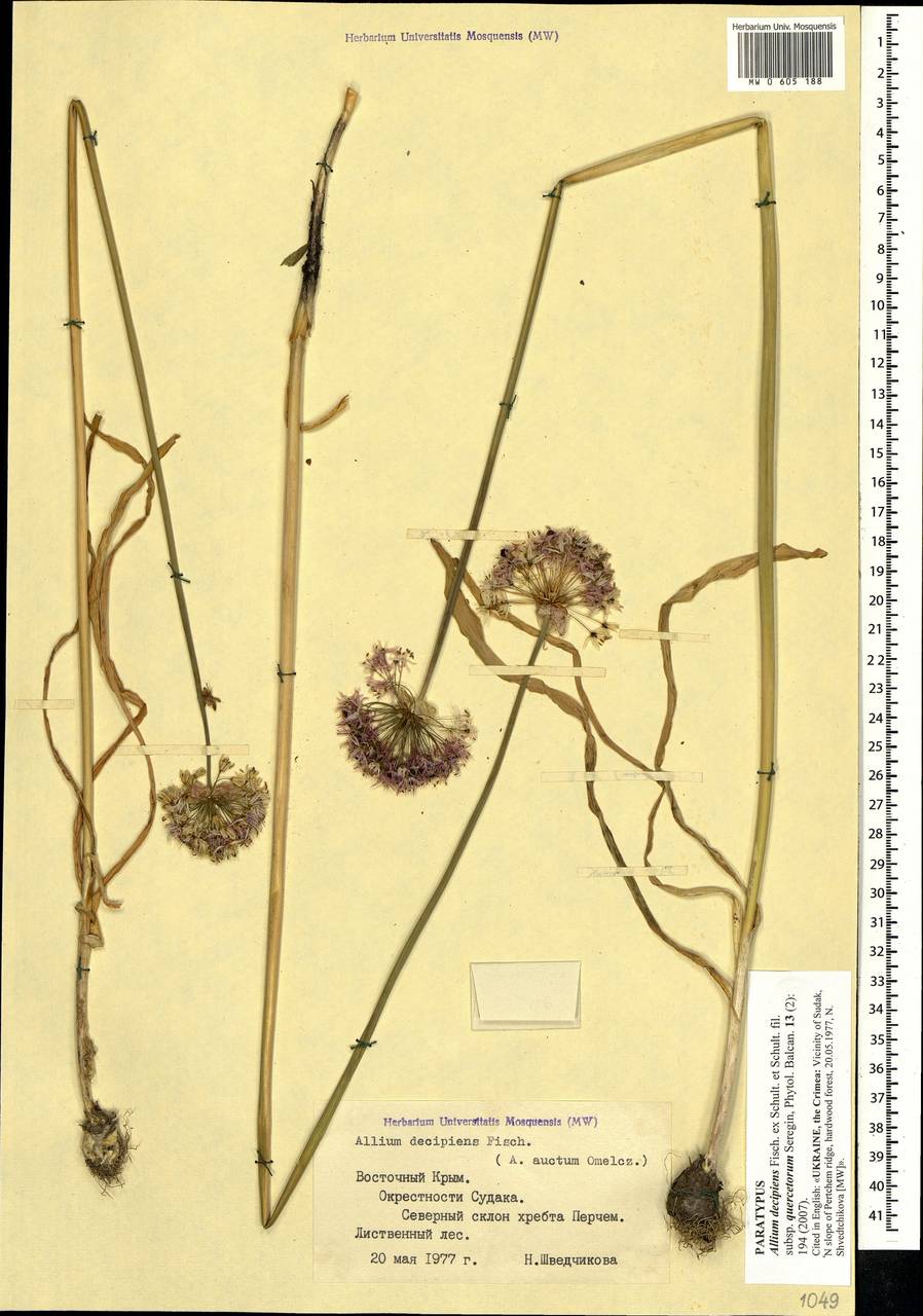 Allium decipiens subsp. quercetorum Seregin, Crimea (KRYM) (Russia)
