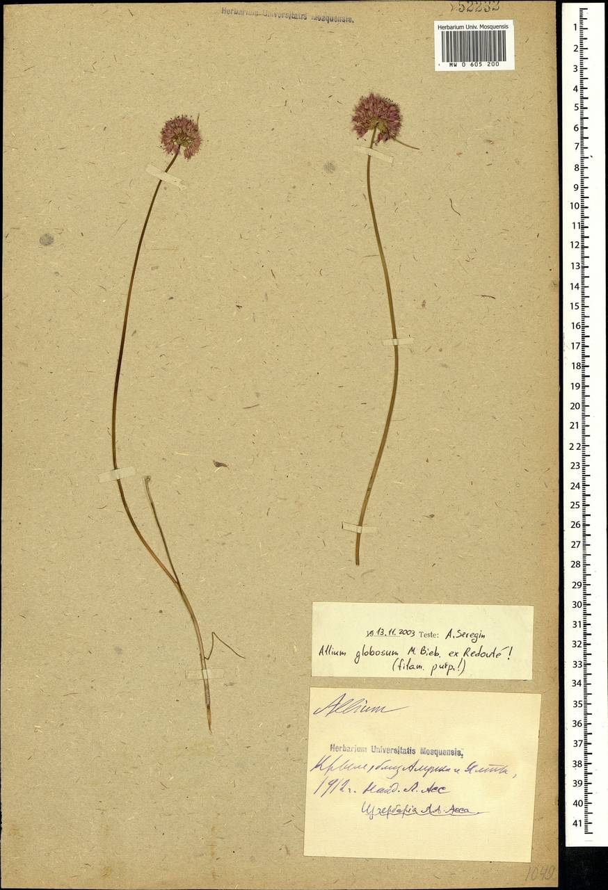 Allium saxatile M.Bieb., Crimea (KRYM) (Russia)