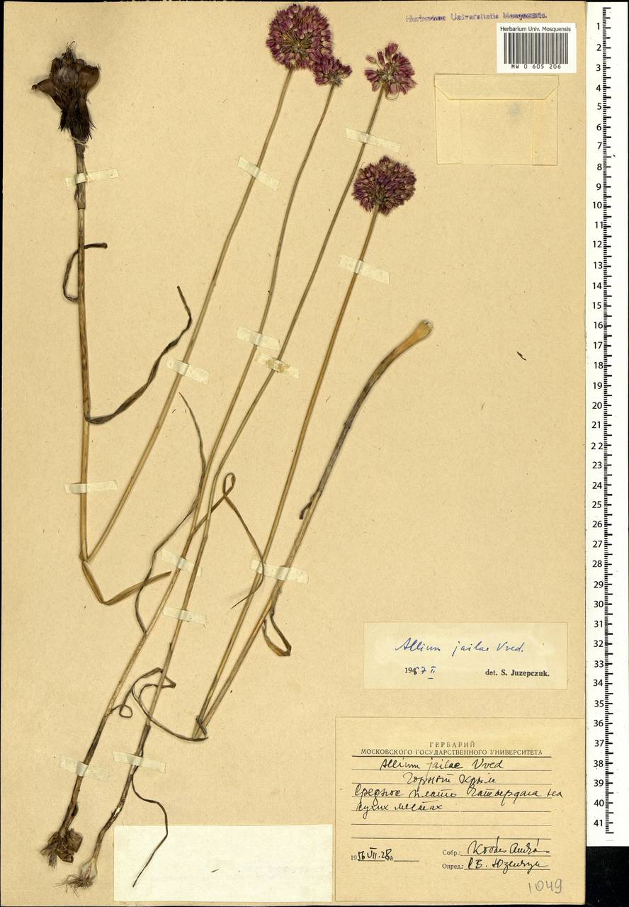 Allium rotundum L., Crimea (KRYM) (Russia)