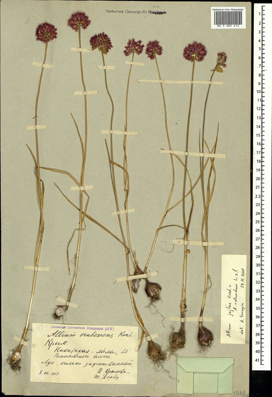 Allium rotundum L., Crimea (KRYM) (Russia)