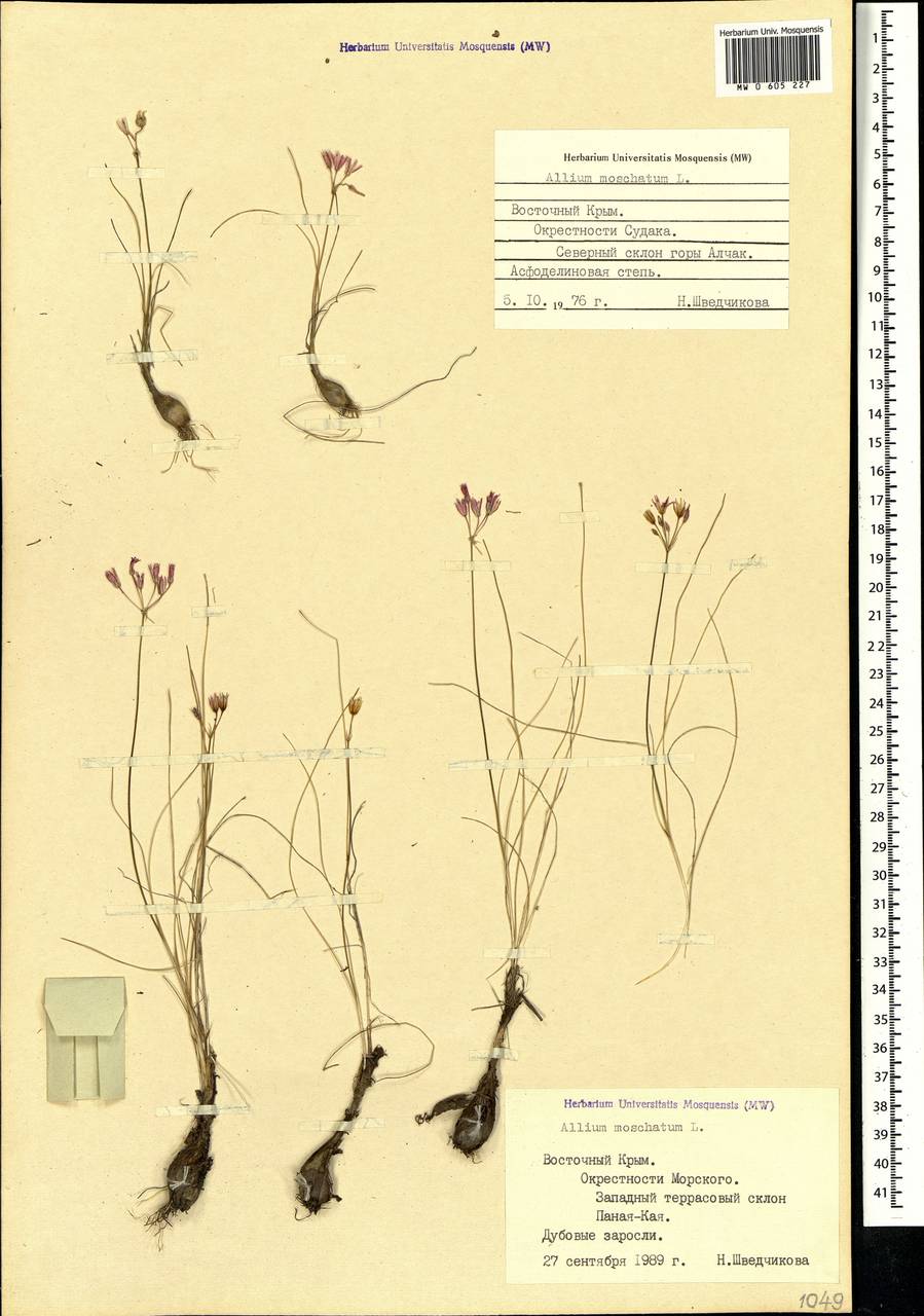 Allium moschatum L., Crimea (KRYM) (Russia)
