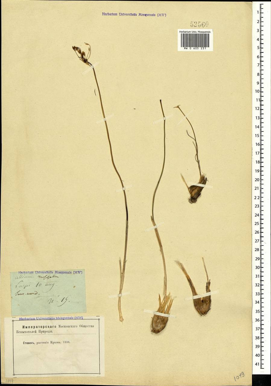 Allium moschatum L., Crimea (KRYM) (Russia)