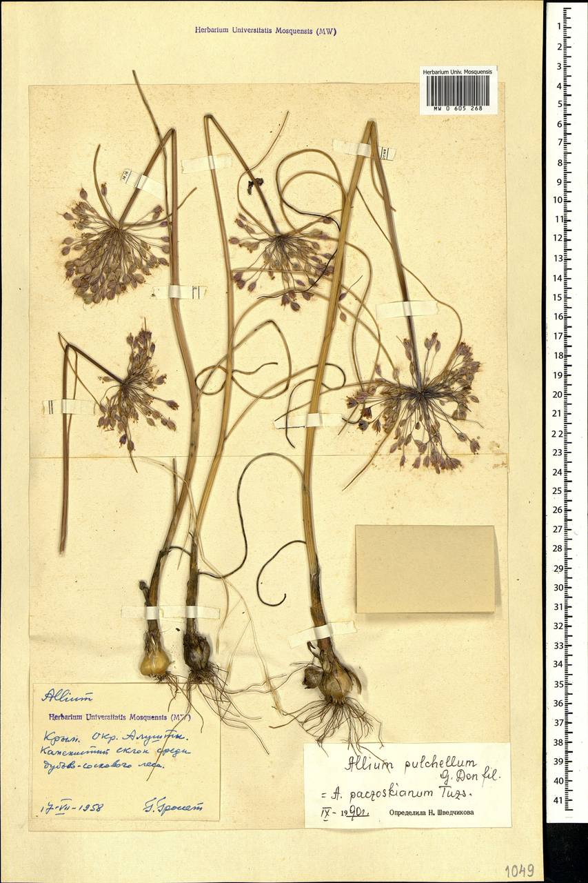 Allium flavum subsp. tauricum (Besser ex Rchb.) K.Richt., Crimea (KRYM) (Russia)