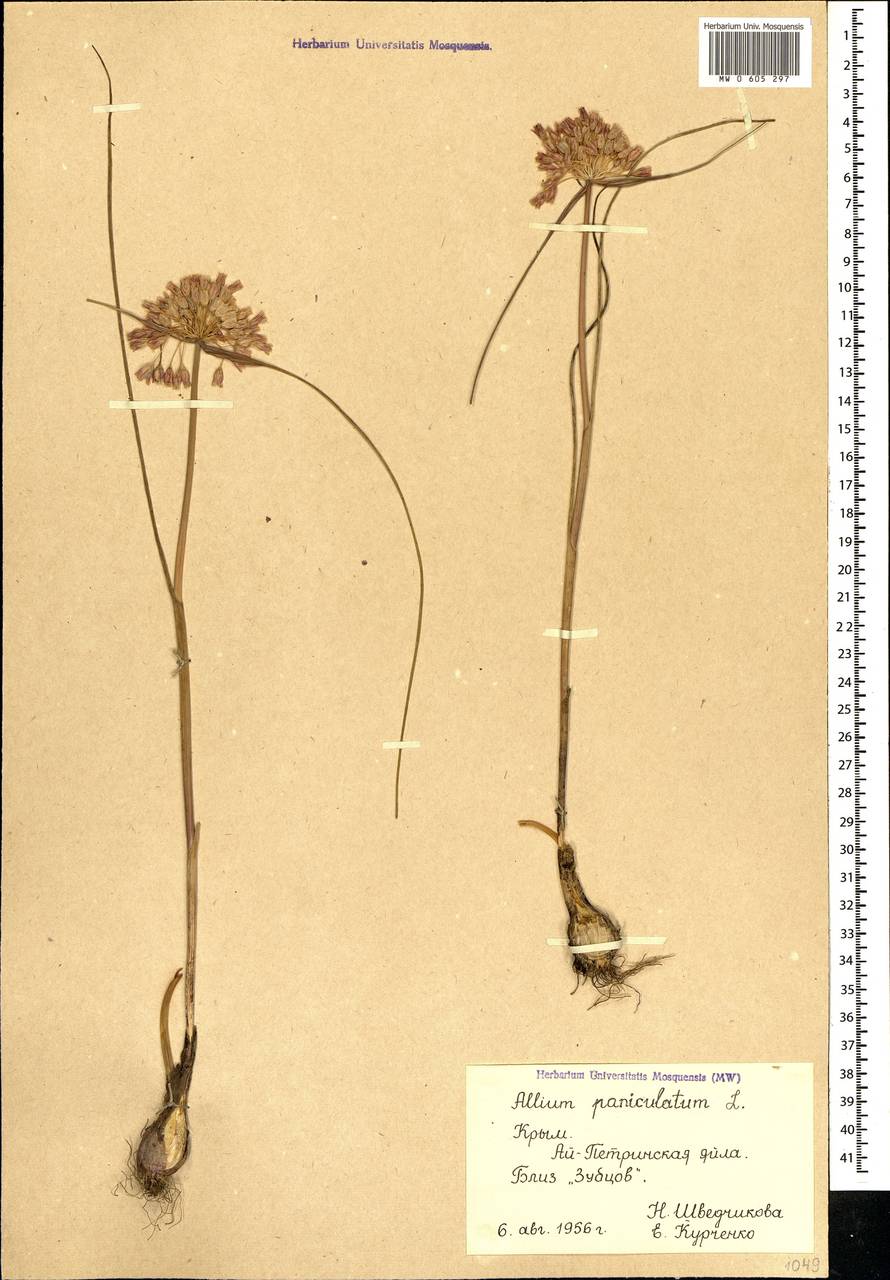 Allium paniculatum L., Crimea (KRYM) (Russia)