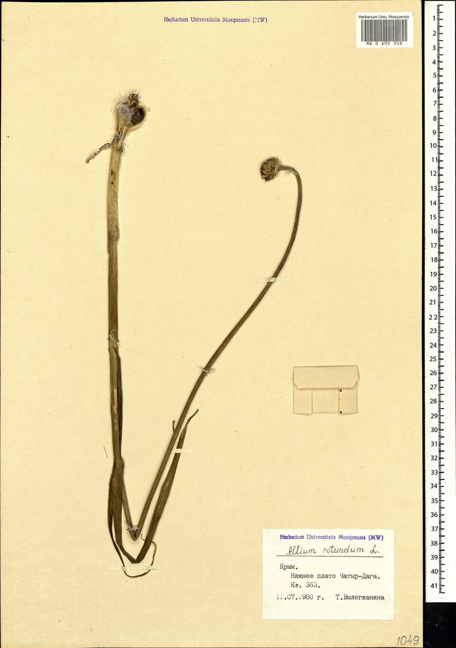 Allium rotundum L., Crimea (KRYM) (Russia)