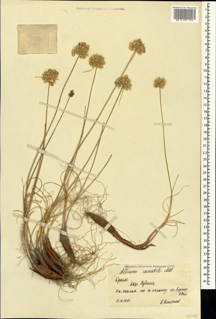 Allium marschallianum Vved., Crimea (KRYM) (Russia)