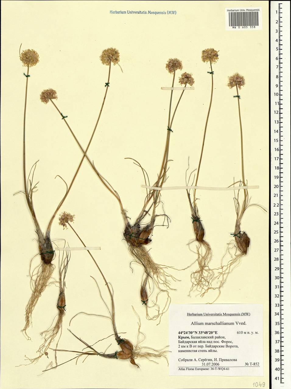 Allium marschallianum Vved., Crimea (KRYM) (Russia)