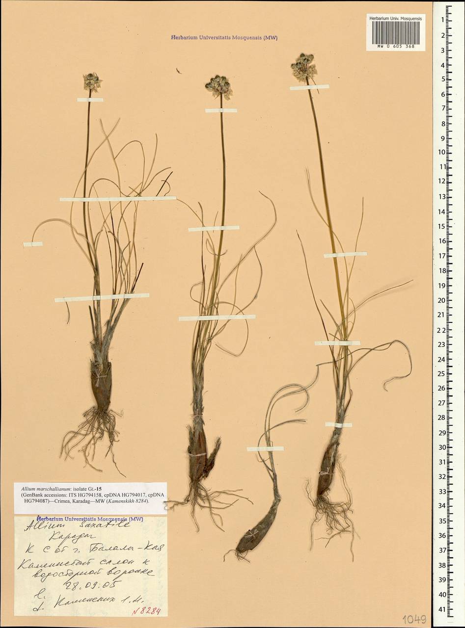 Allium marschallianum Vved., Crimea (KRYM) (Russia)