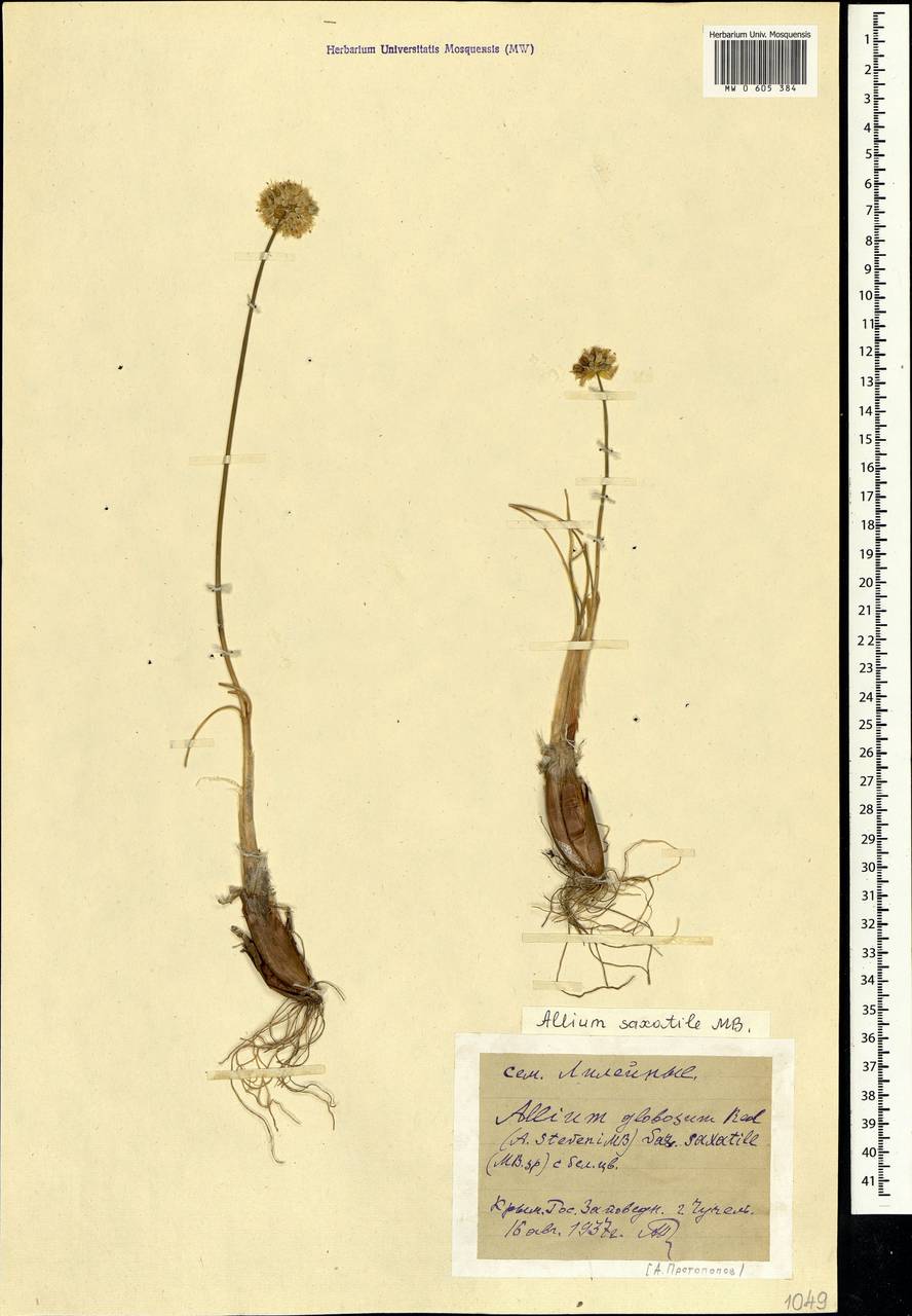 Allium marschallianum Vved., Crimea (KRYM) (Russia)