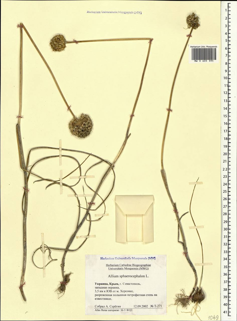 Allium sphaerocephalon L., Crimea (KRYM) (Russia)