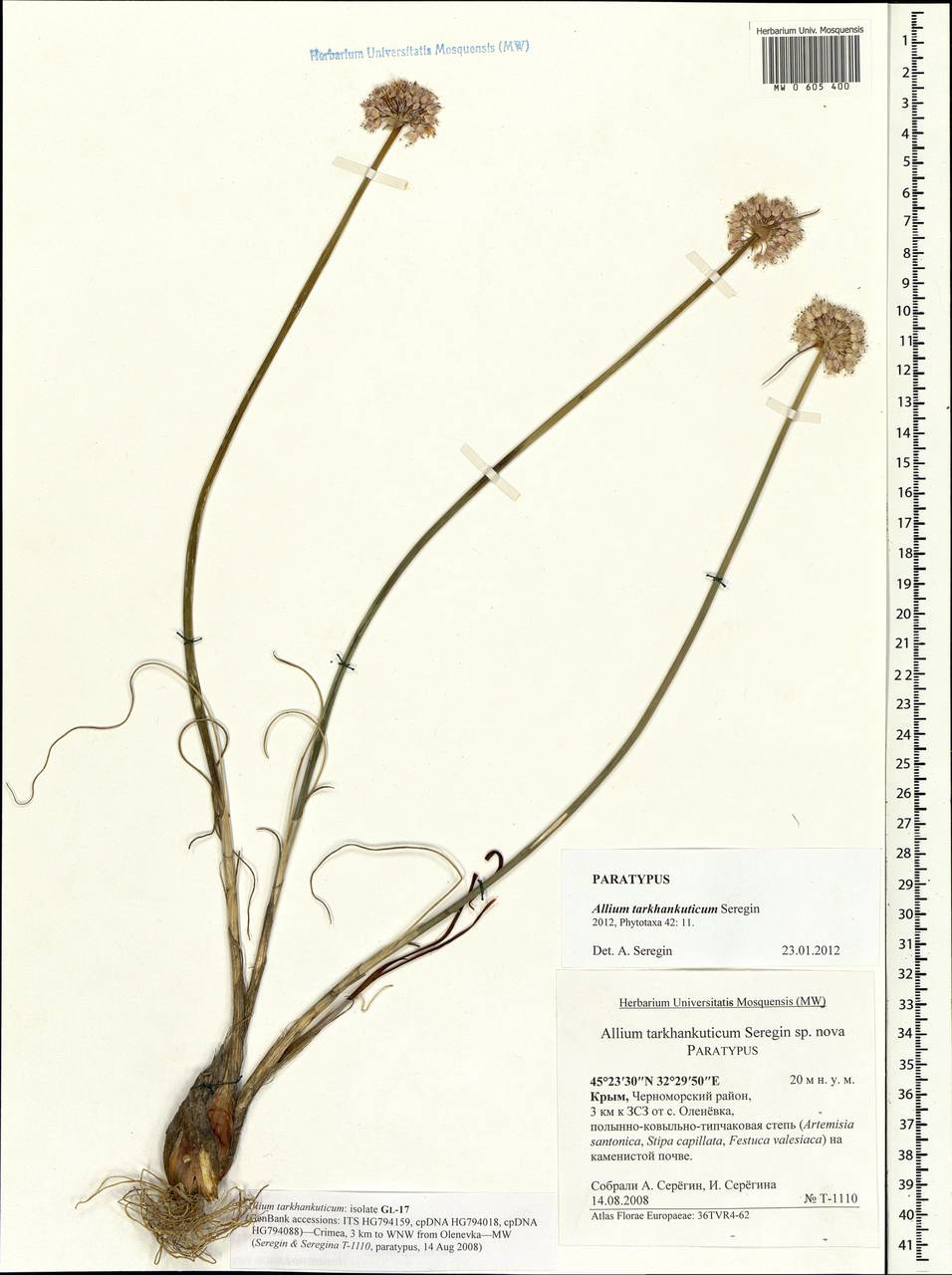 Allium tarkhankuticum Seregin, Crimea (KRYM) (Russia)