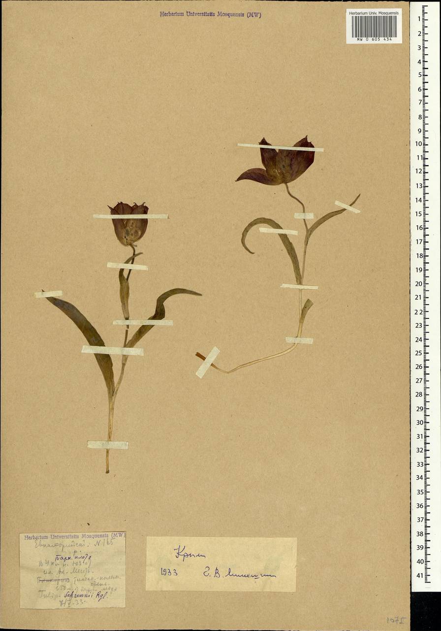 Tulipa suaveolens Roth, Crimea (KRYM) (Russia)