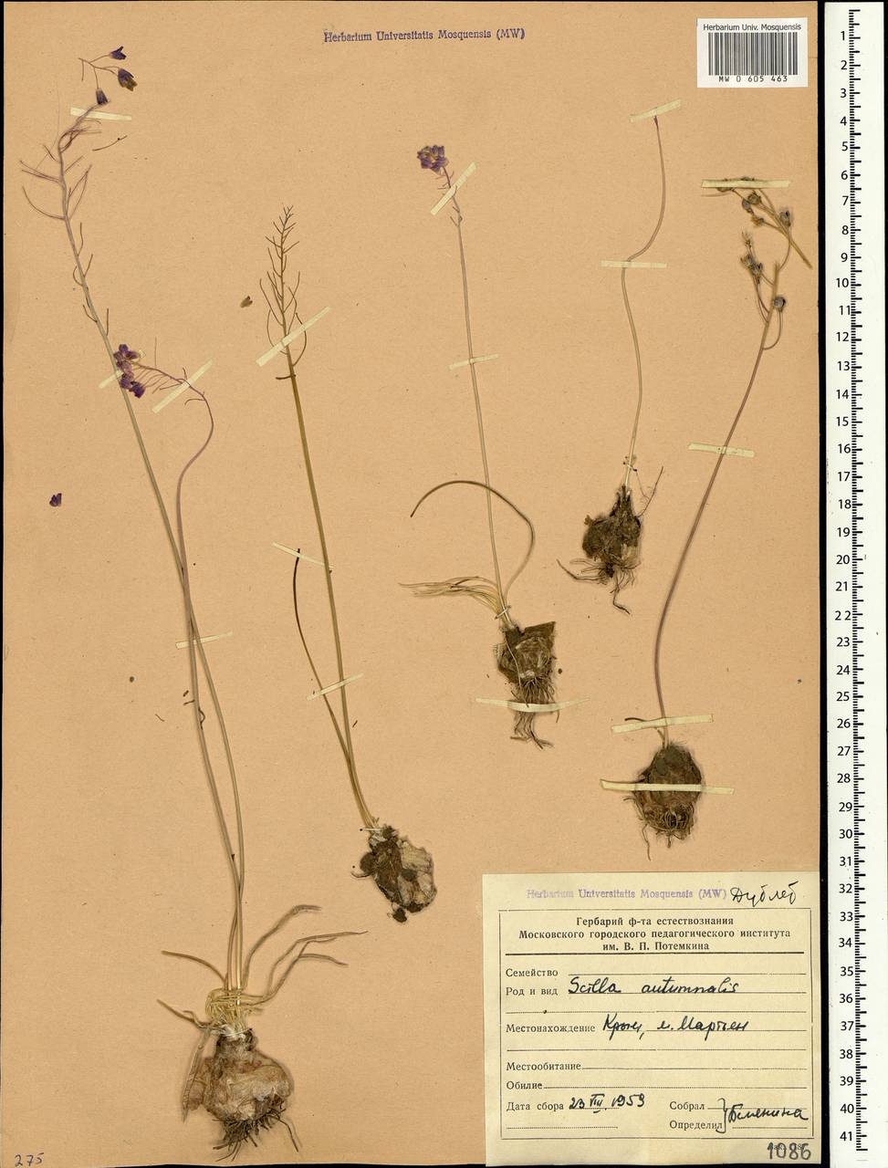 Prospero autumnale (L.) Speta, Crimea (KRYM) (Russia)