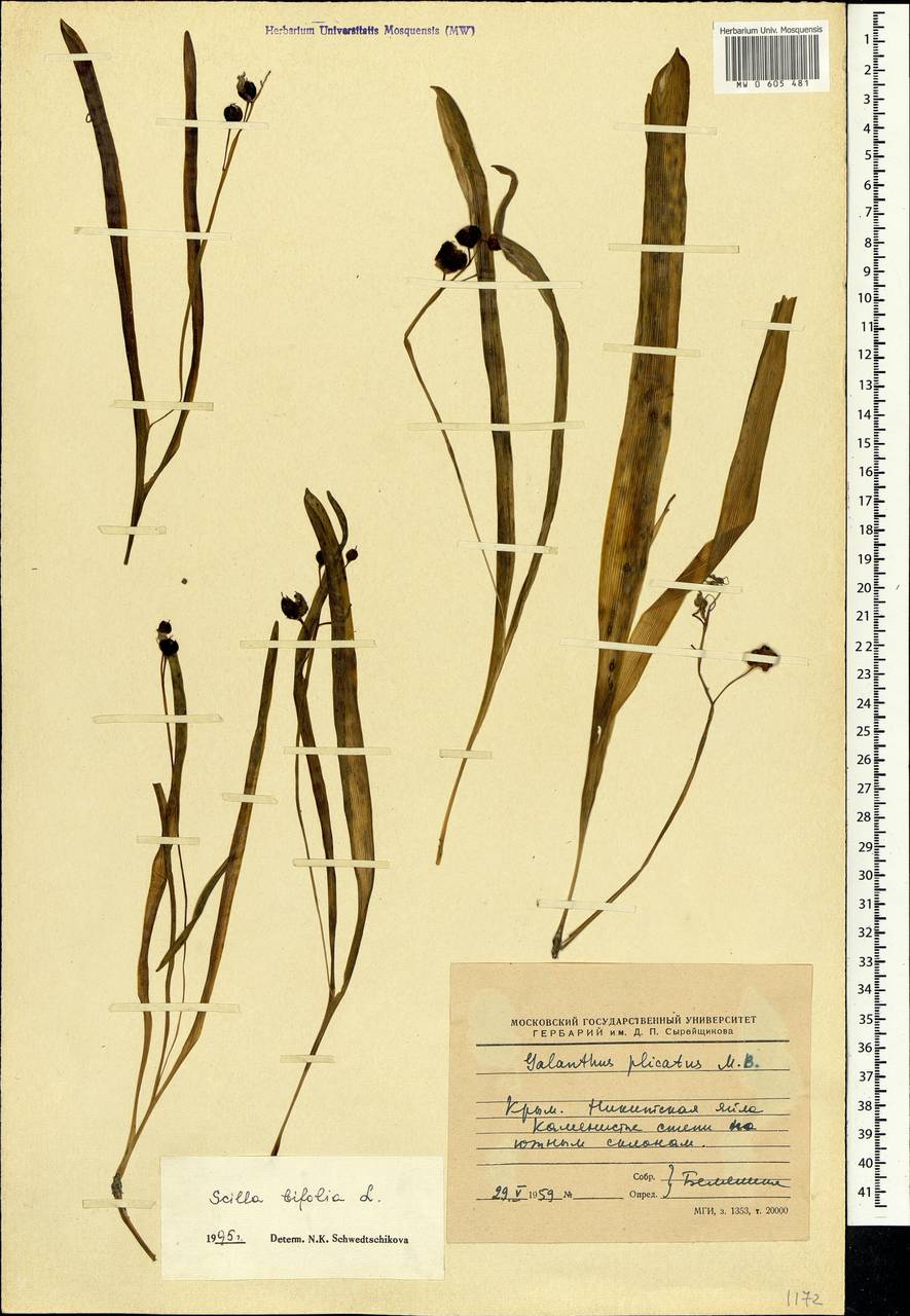 Scilla bifolia L., Crimea (KRYM) (Russia)