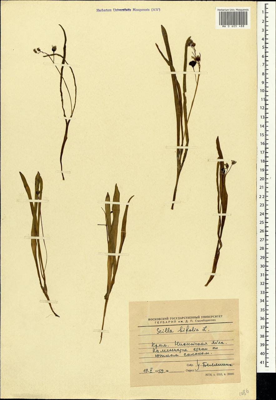 Scilla bifolia L., Crimea (KRYM) (Russia)