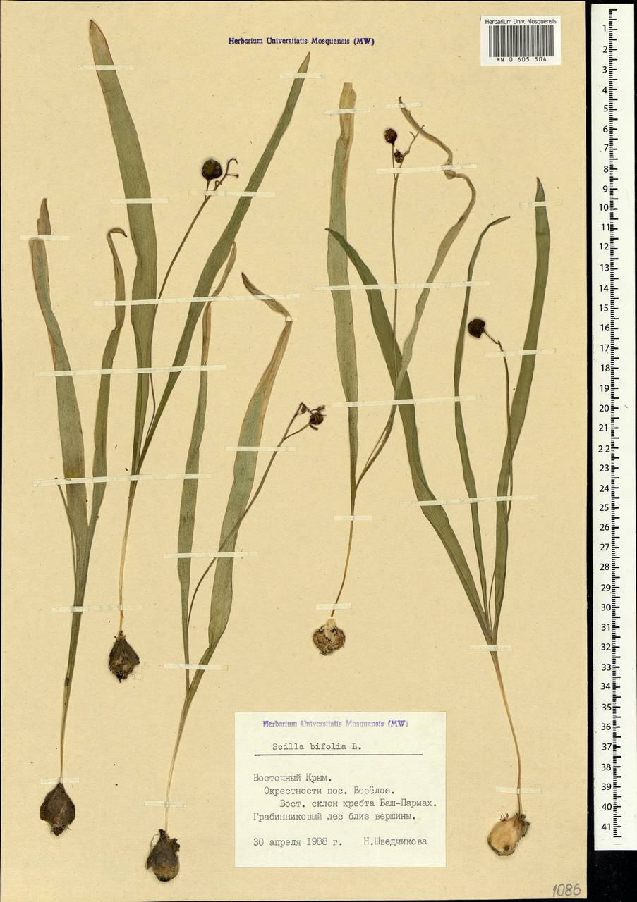 Scilla bifolia L., Crimea (KRYM) (Russia)