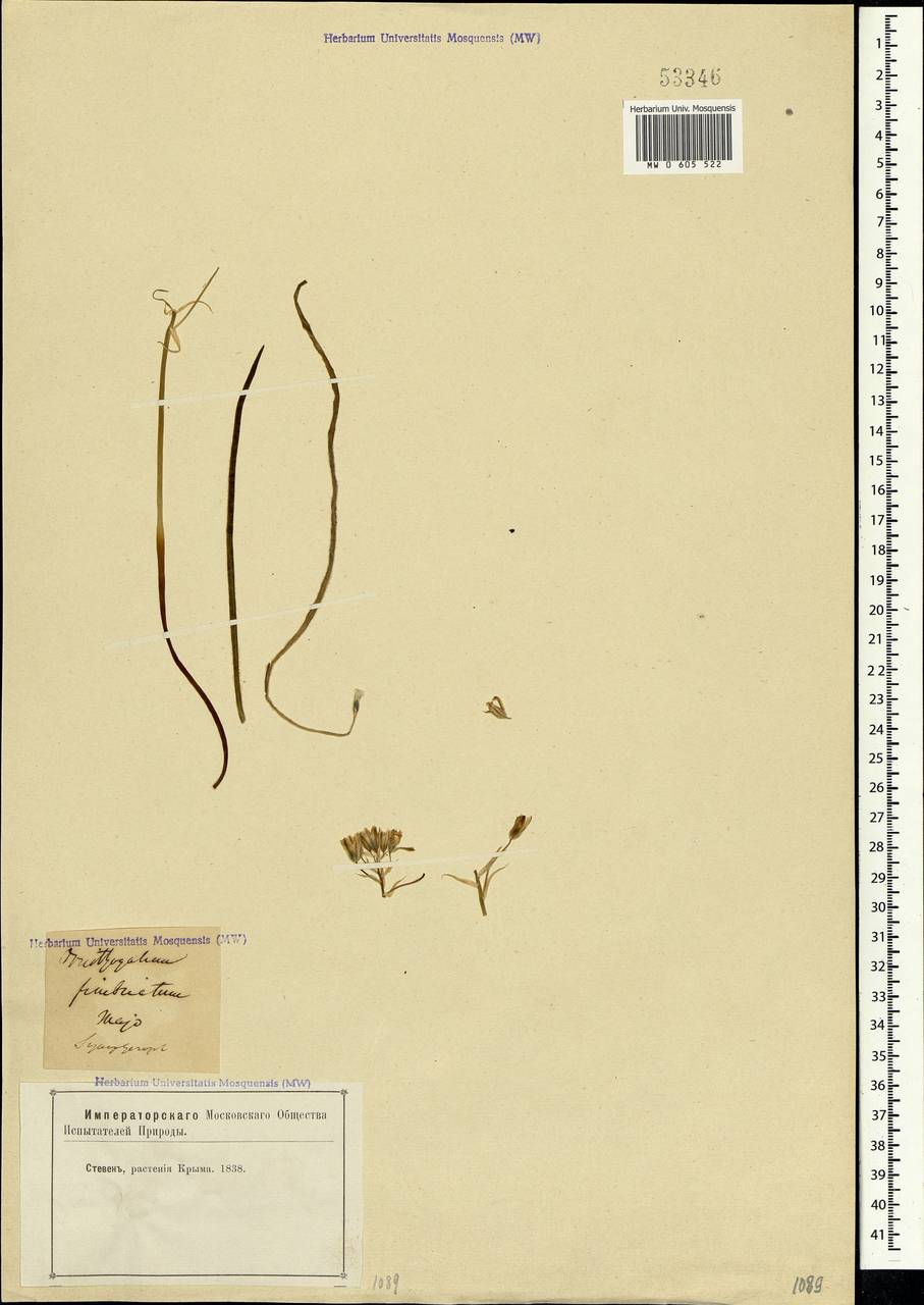 Ornithogalum fimbriatum Willd., Crimea (KRYM) (Russia)