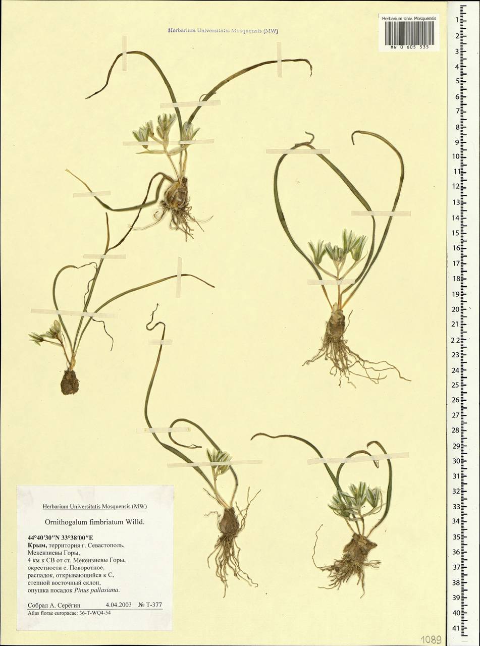 Ornithogalum fimbriatum Willd., Crimea (KRYM) (Russia)