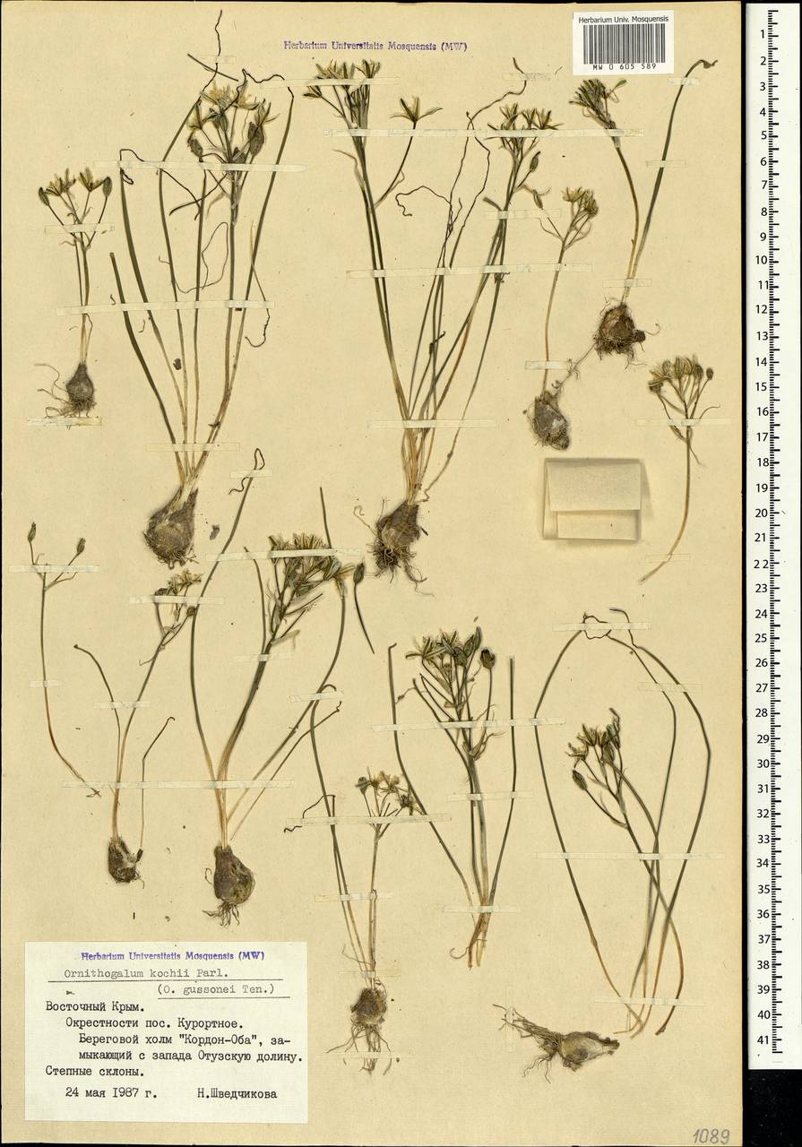 Ornithogalum orthophyllum subsp. kochii (Parl.) Zahar., Crimea (KRYM) (Russia)