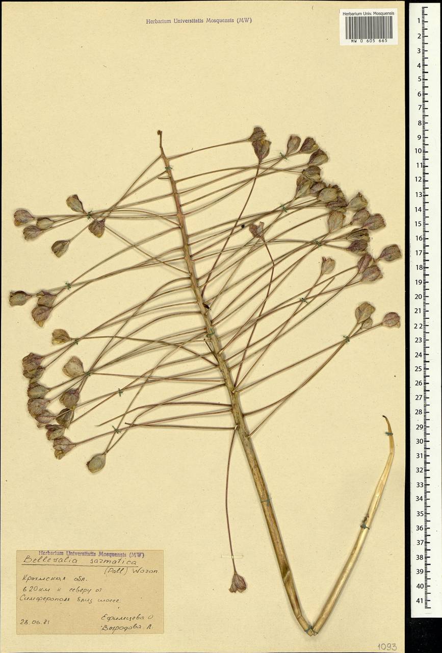 Bellevalia speciosa Woronow ex Grossh., Crimea (KRYM) (Russia)