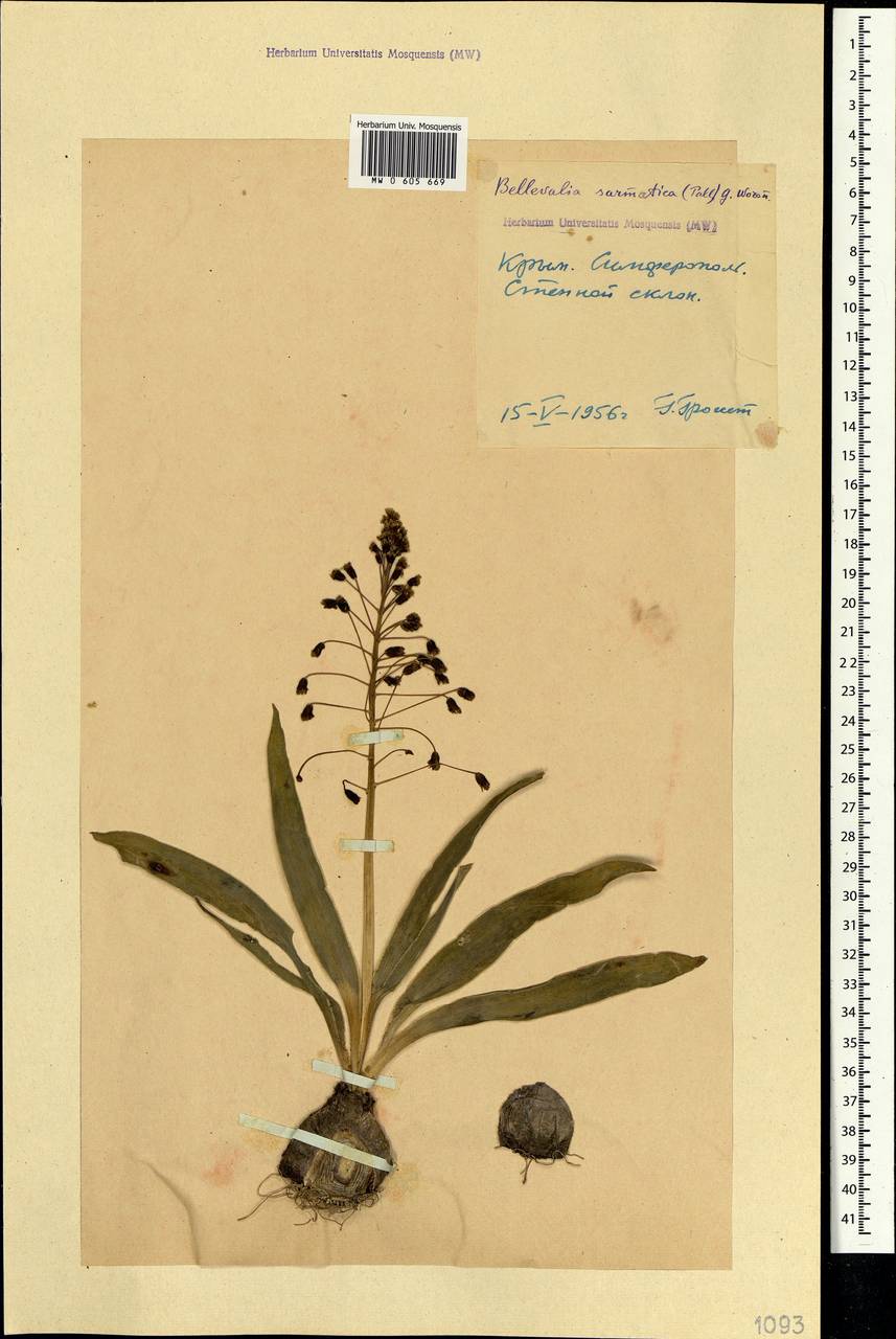 Bellevalia speciosa Woronow ex Grossh., Crimea (KRYM) (Russia)